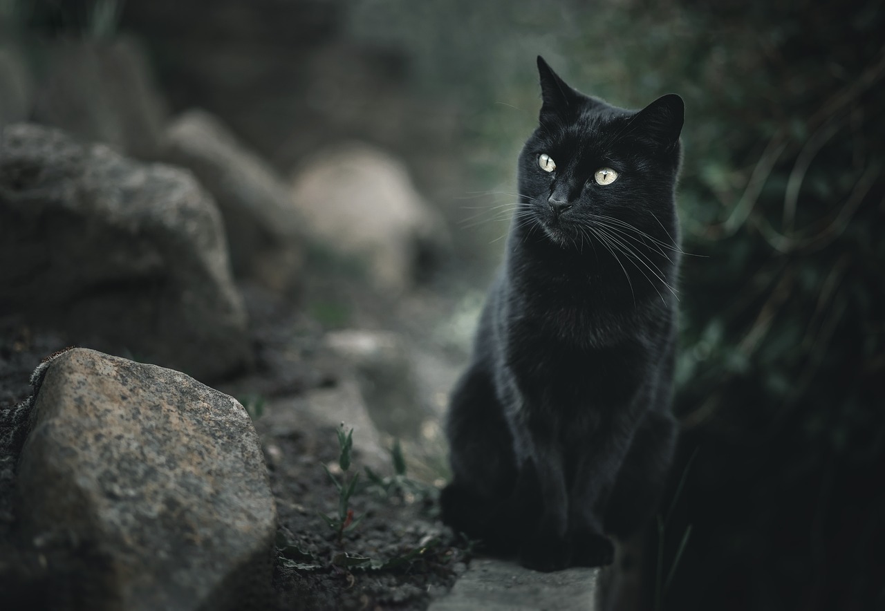 Mitos Los Gatos Negros Son De Mala Suerte Todo Lo Que Debes Saber