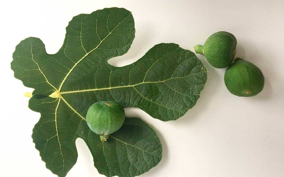 Hojas de Higuera y sus beneficios para la diabetes y demás Notas Buenas